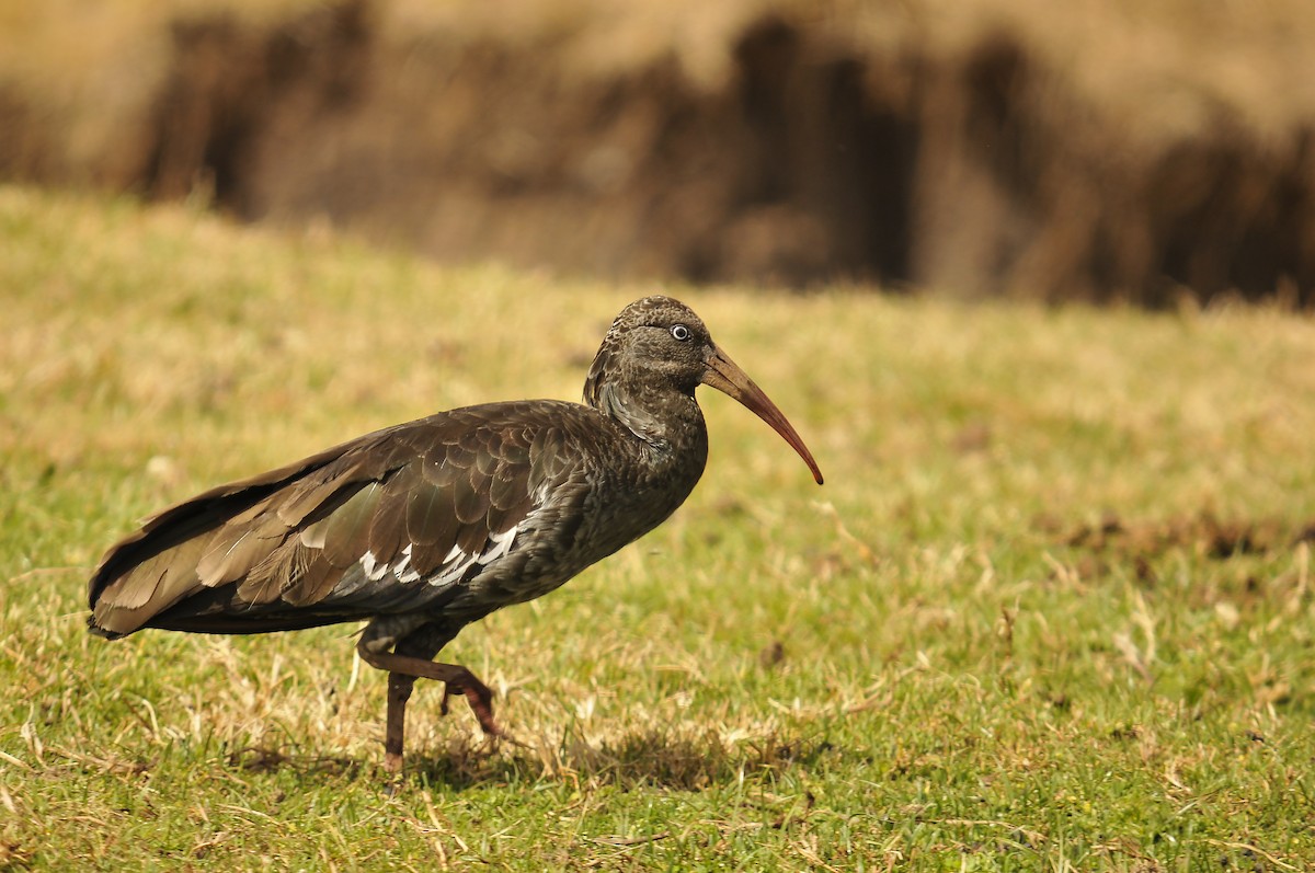Wattled Ibis - ML642373990