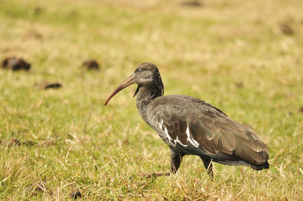Wattled Ibis - ML642373991