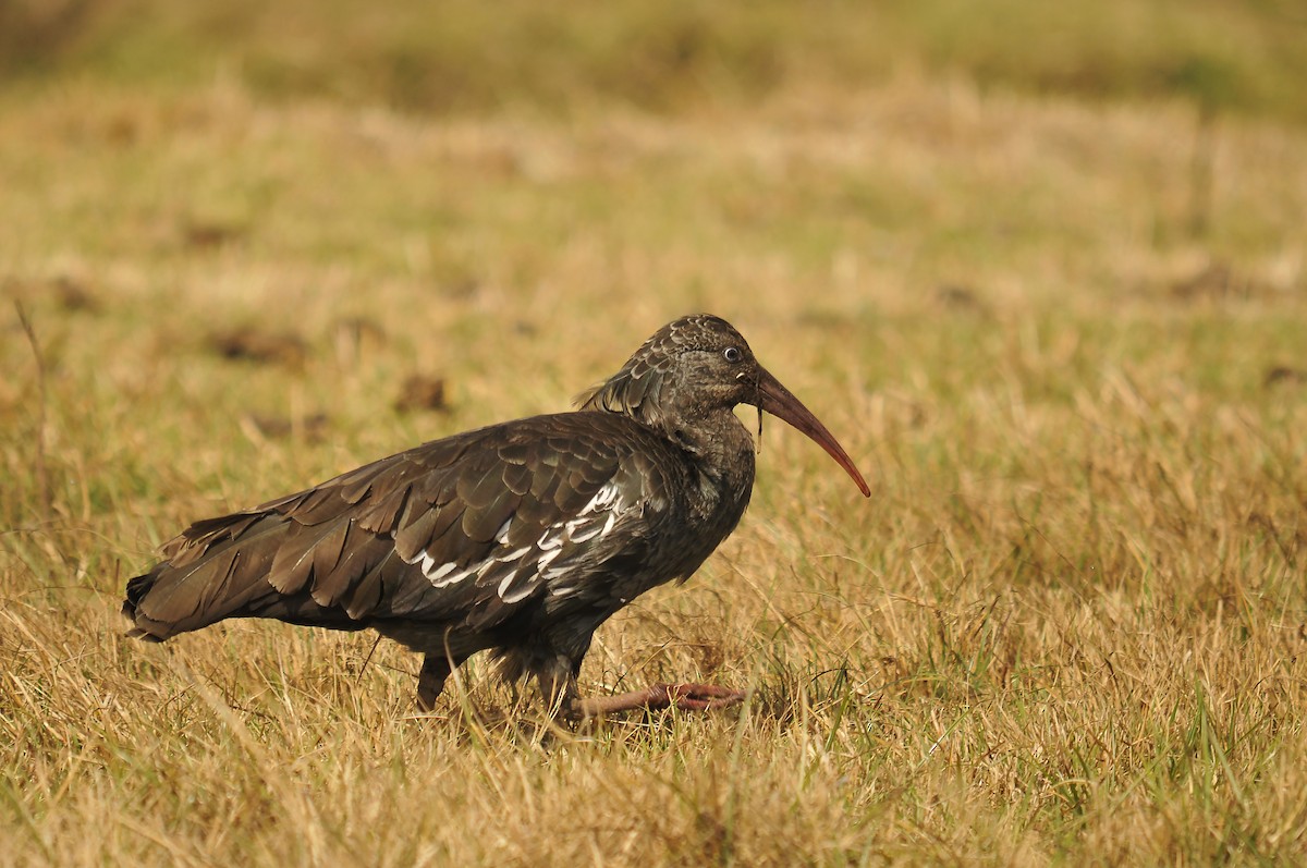Wattled Ibis - ML642373992