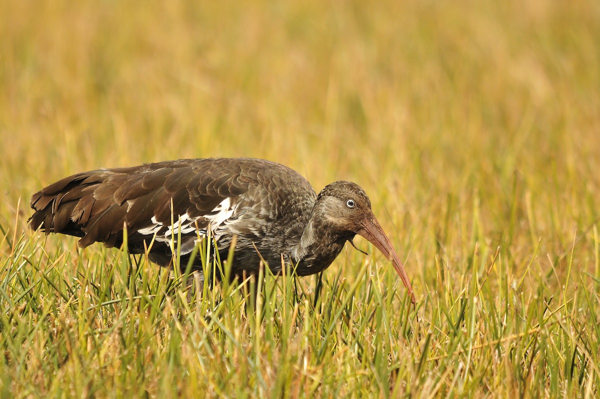 Wattled Ibis - ML642373993