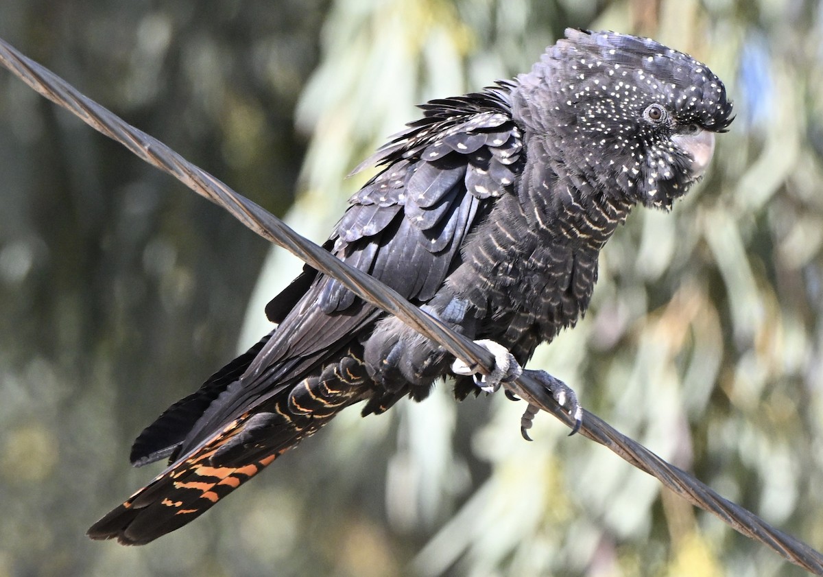 Red-tailed Black-Cockatoo - ML642373996