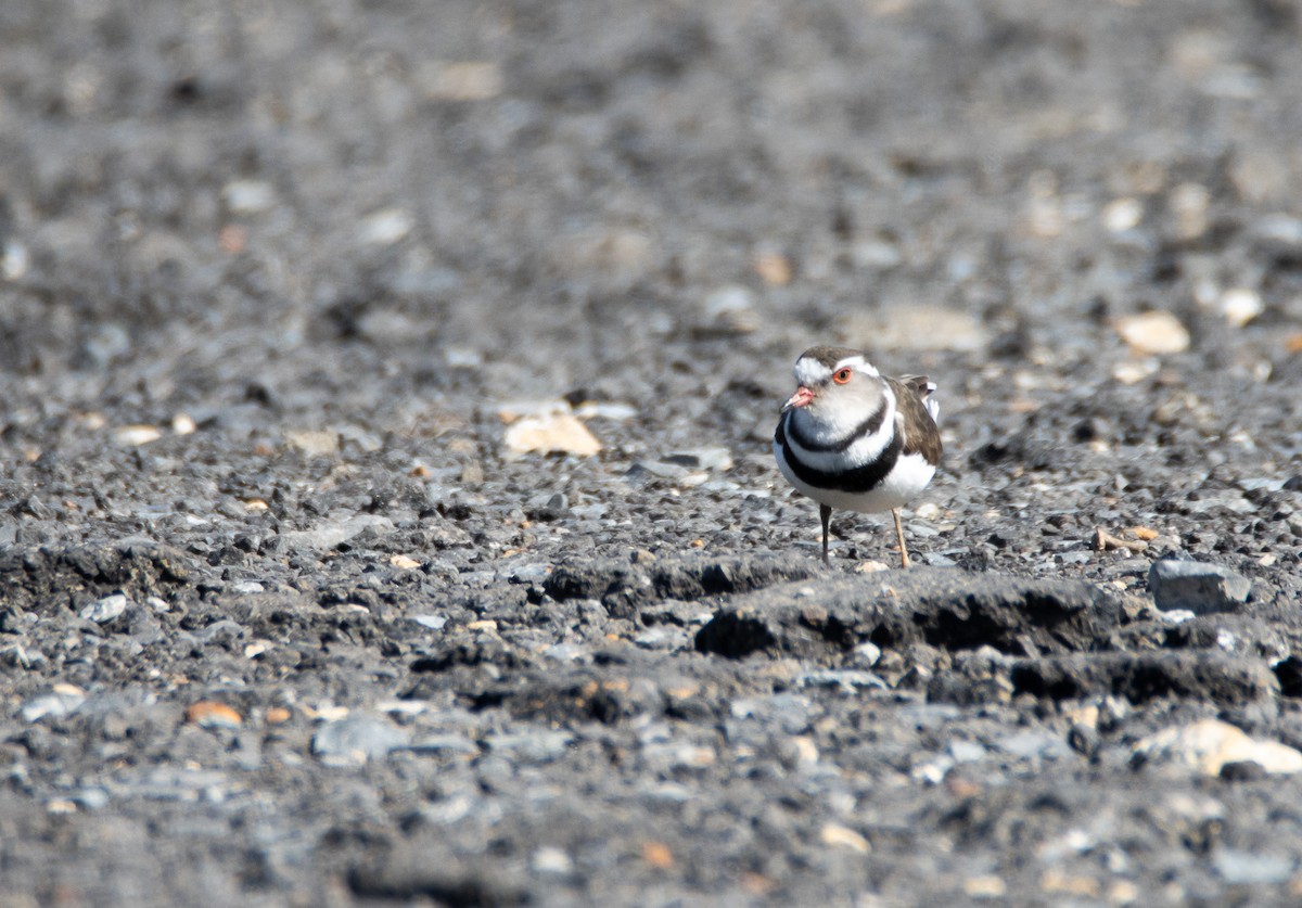 Three-banded Plover - ML642374002