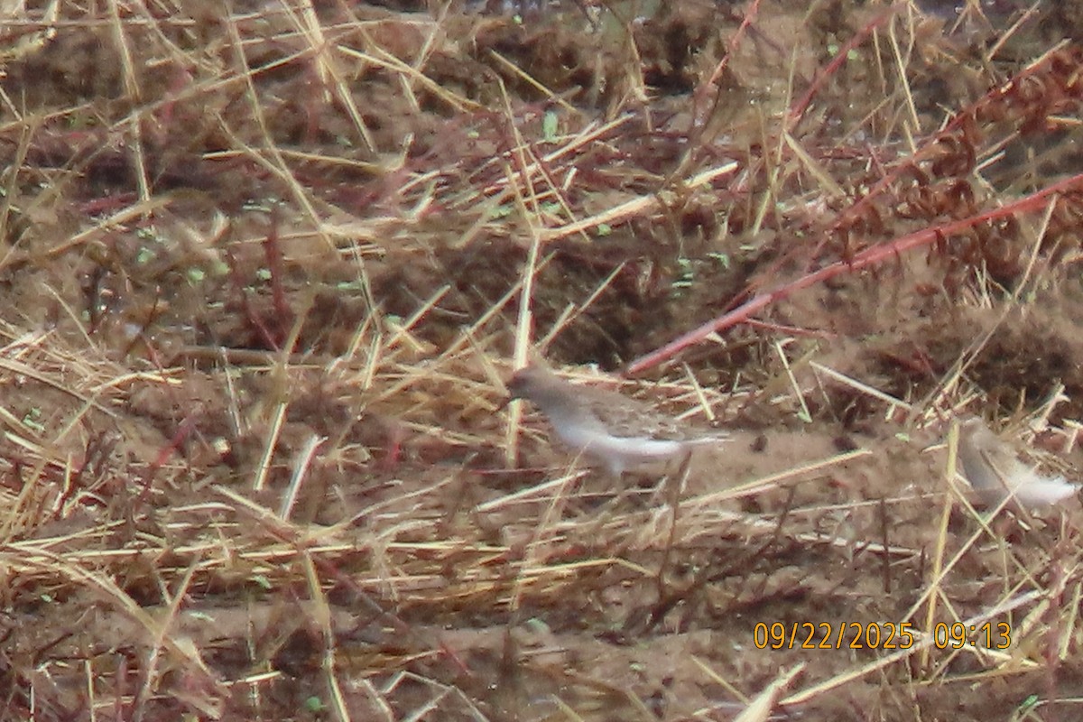 Least Sandpiper - ML642374004