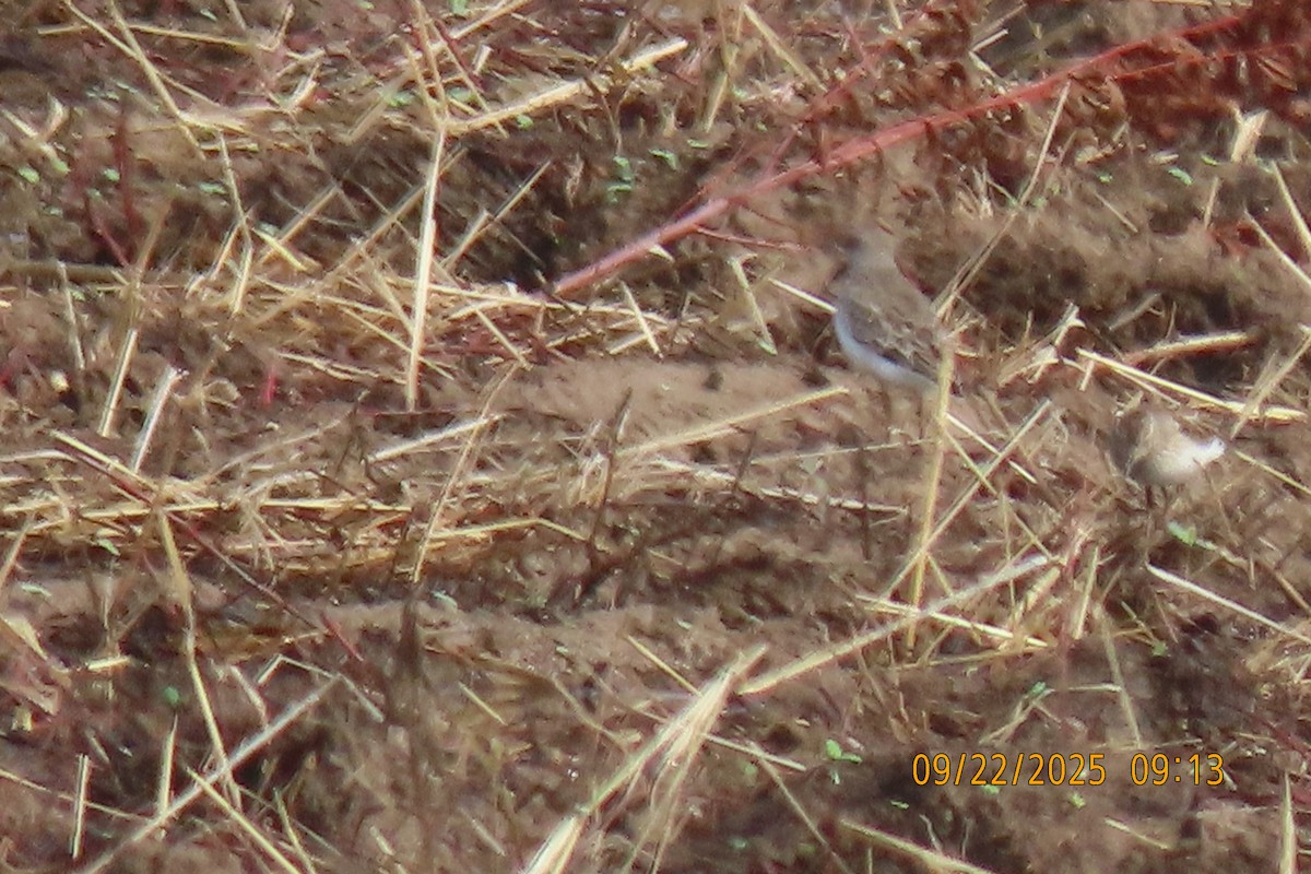Least Sandpiper - ML642374005