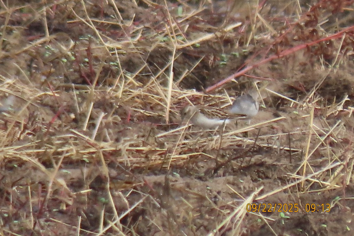 Least Sandpiper - ML642374006