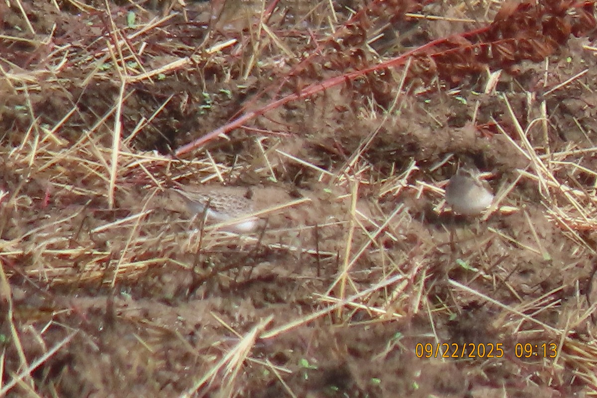 Least Sandpiper - ML642374007