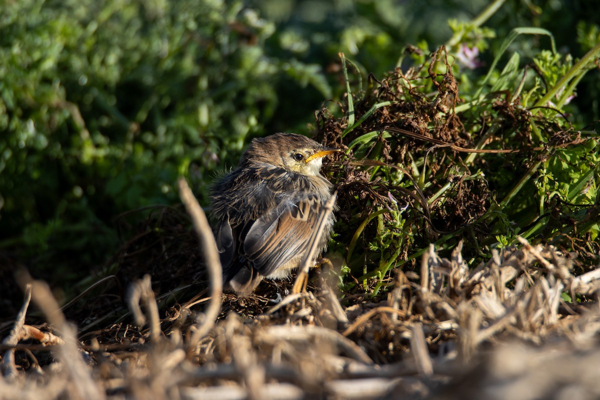 Levaillant's Cisticola - ML642374009