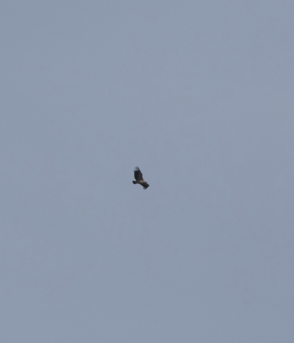 Indian Vulture - ML642374010