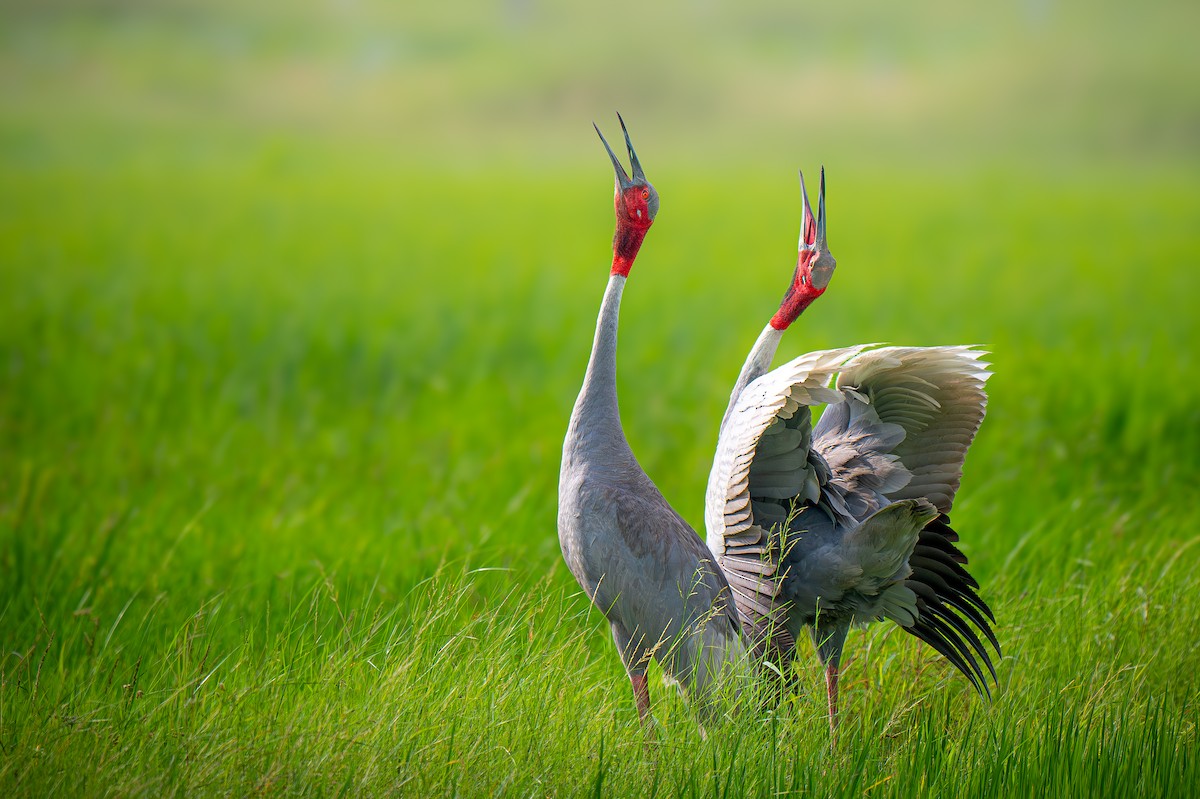 Sarus Crane - ML642374050
