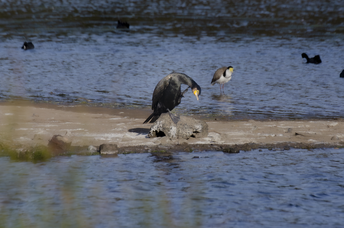 Great Cormorant - ML642374052