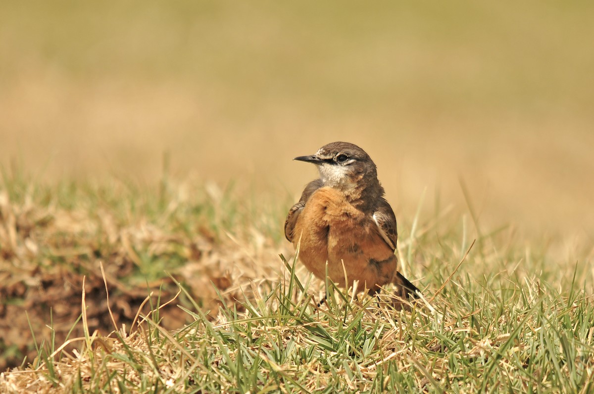 Rusty-breasted Wheatear - ML642374058