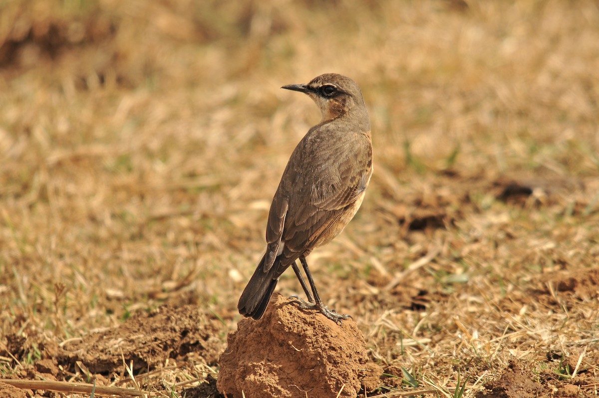 Rusty-breasted Wheatear - ML642374059