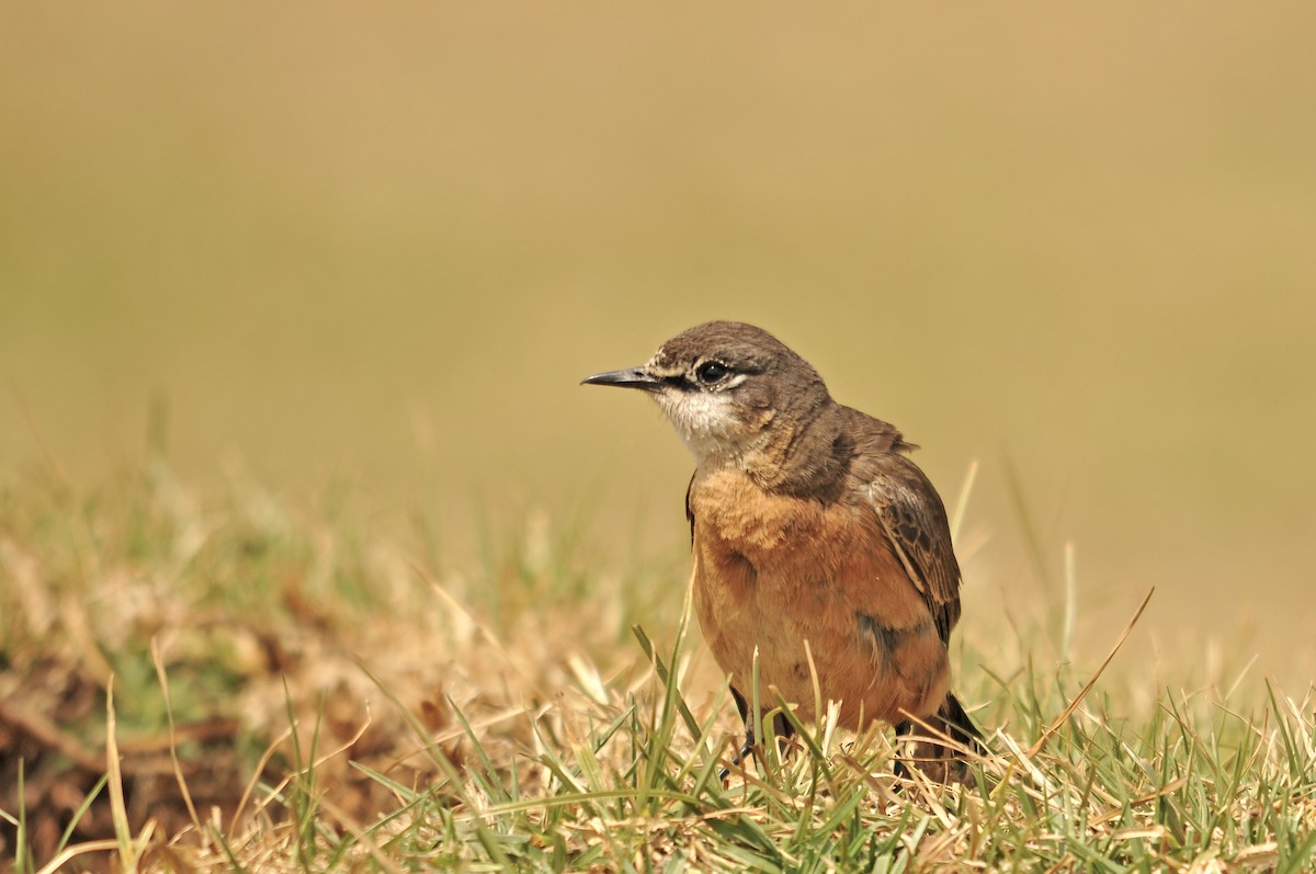 Rusty-breasted Wheatear - ML642374060