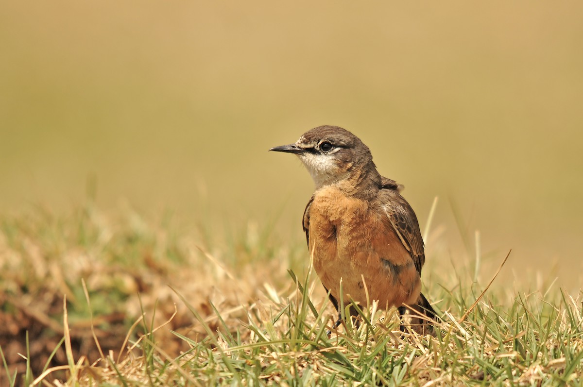 Rusty-breasted Wheatear - ML642374061