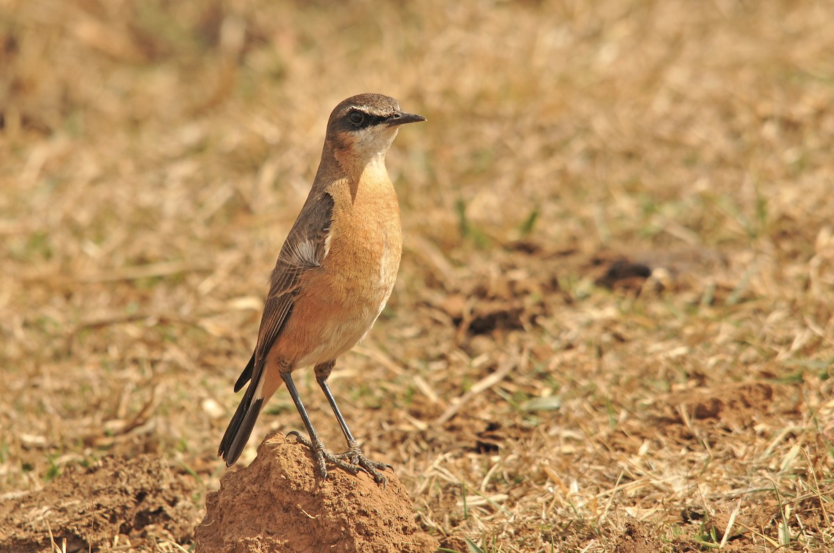 Rusty-breasted Wheatear - ML642374062