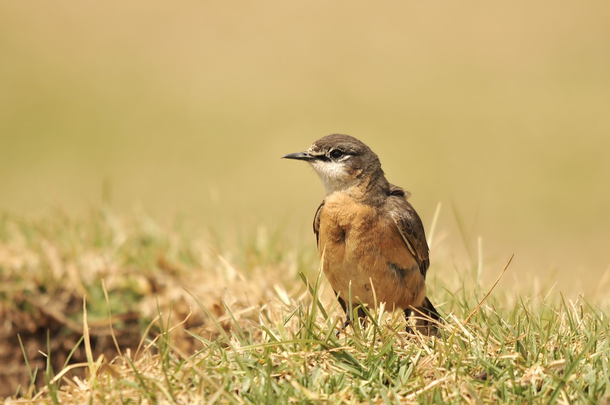 Rusty-breasted Wheatear - ML642374063