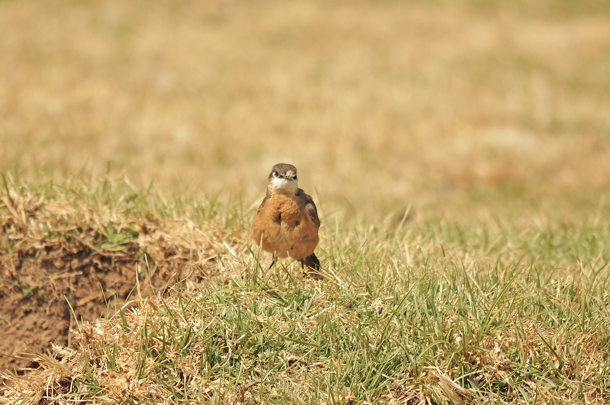Rusty-breasted Wheatear - ML642374064