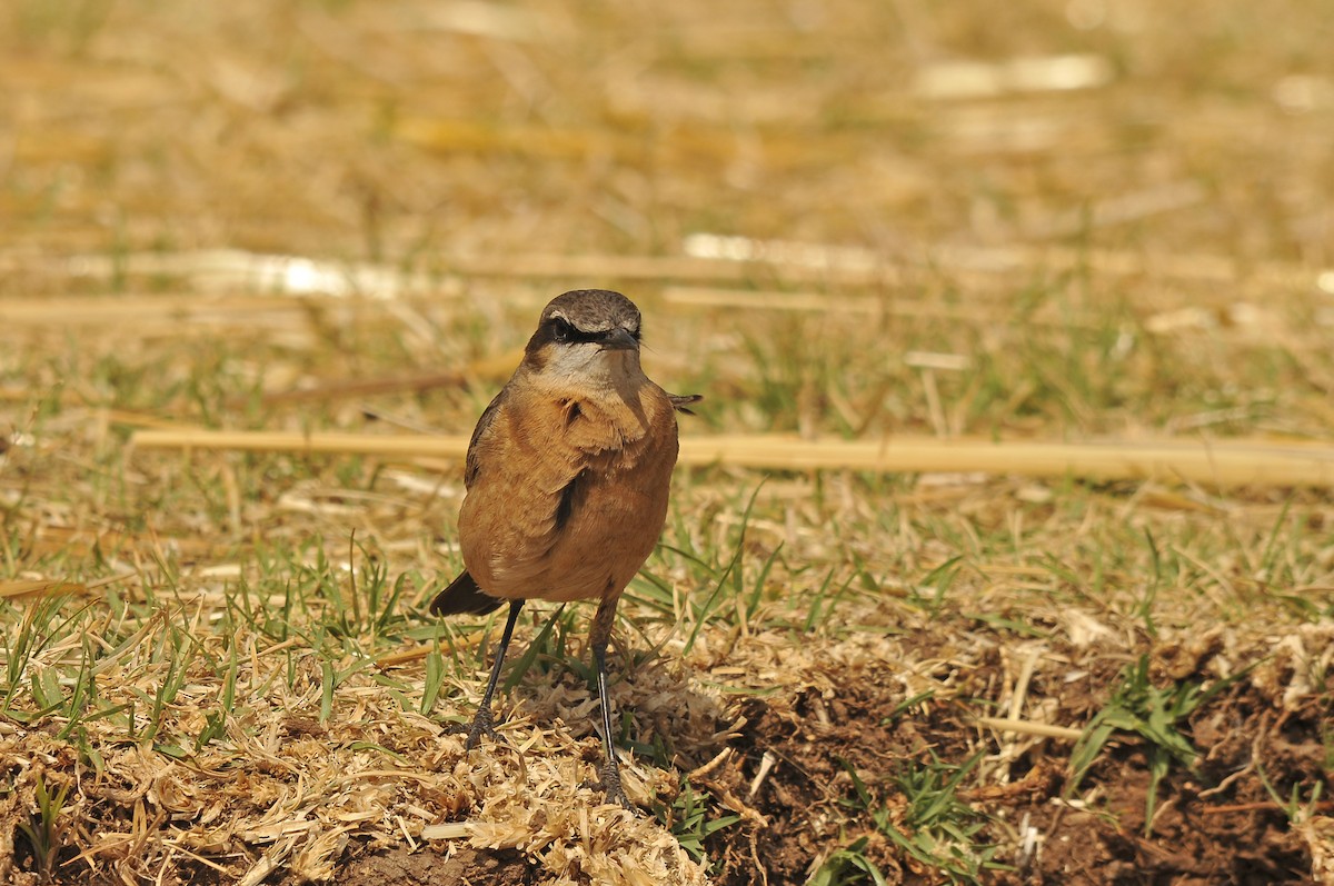Rusty-breasted Wheatear - ML642374065