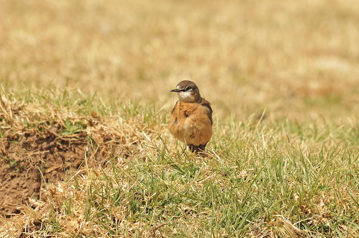 Rusty-breasted Wheatear - ML642374066