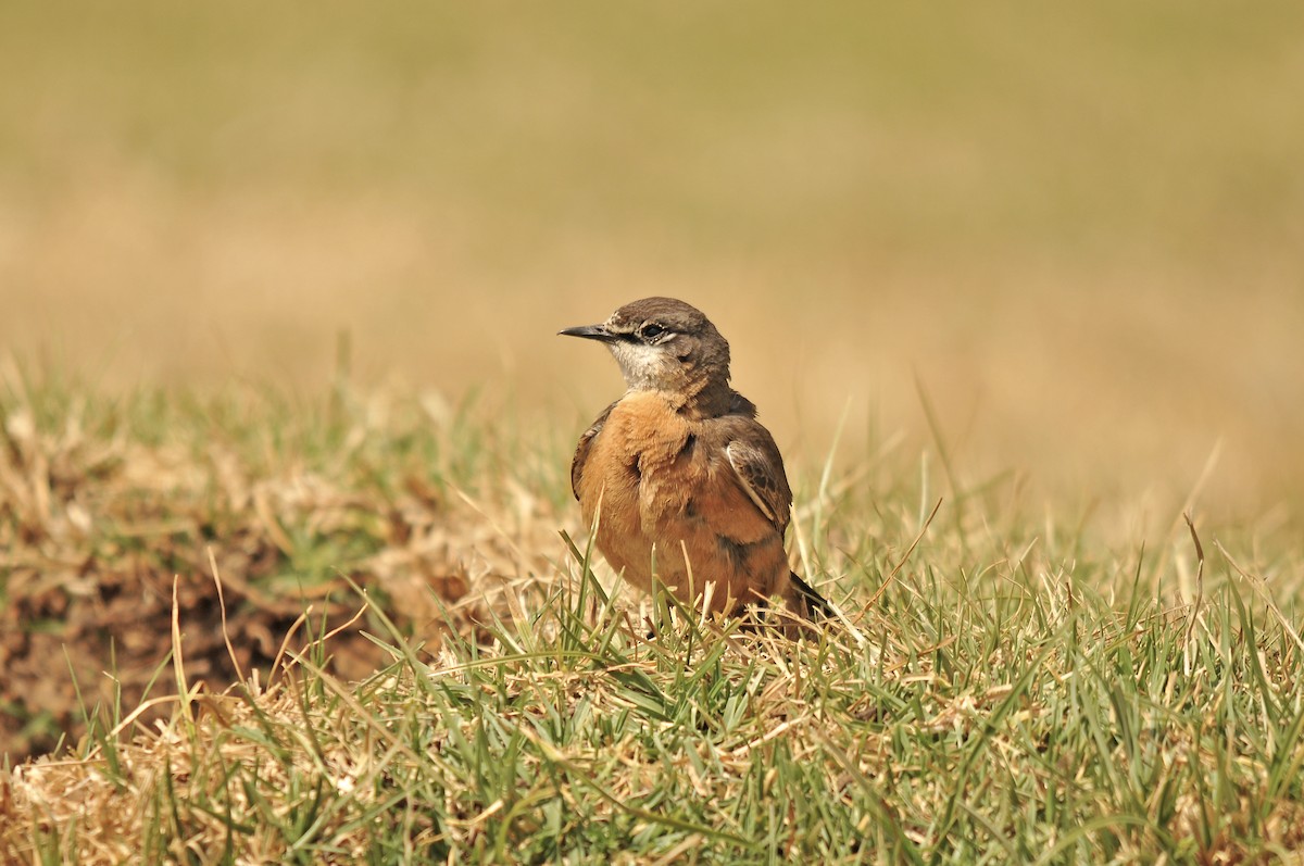 Rusty-breasted Wheatear - ML642374067
