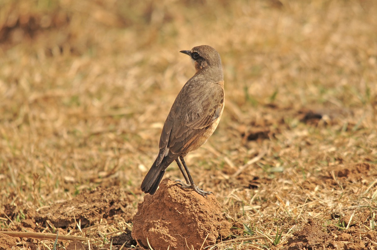 Rusty-breasted Wheatear - ML642374068