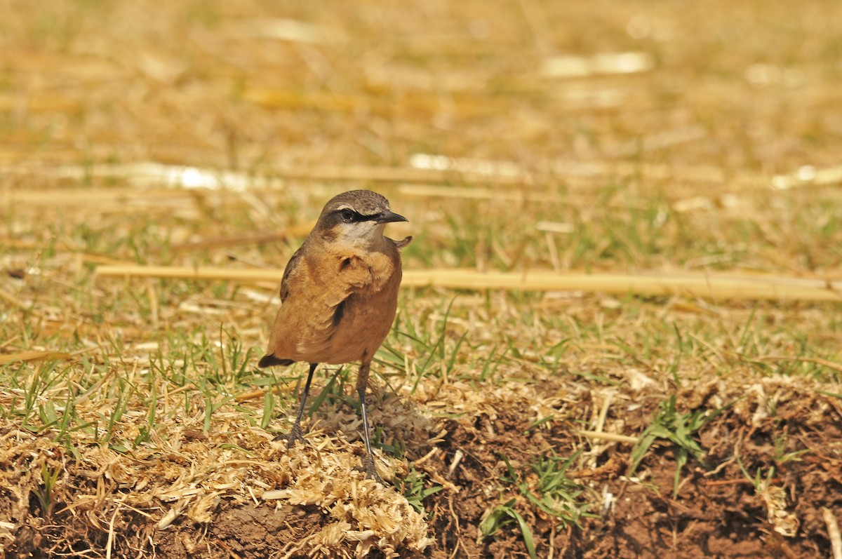 Rusty-breasted Wheatear - ML642374069