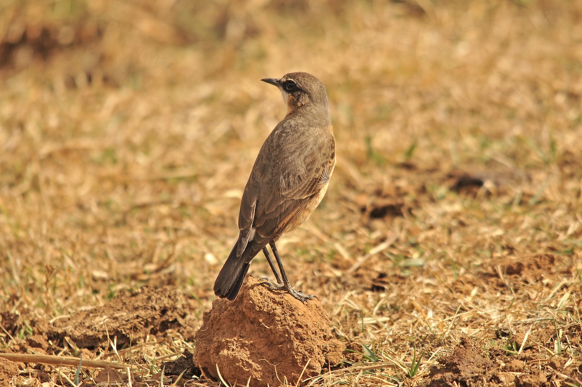 Rusty-breasted Wheatear - ML642374070