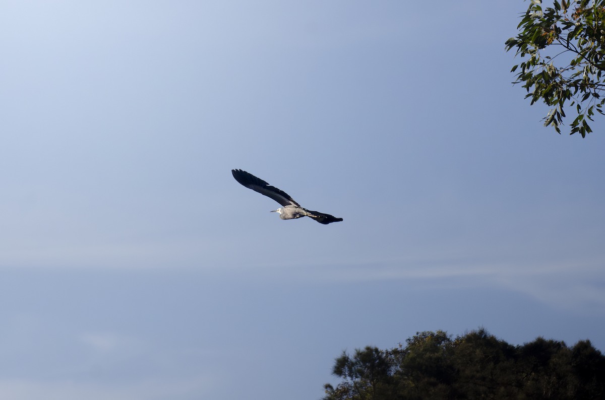 White-faced Heron - ML642374077
