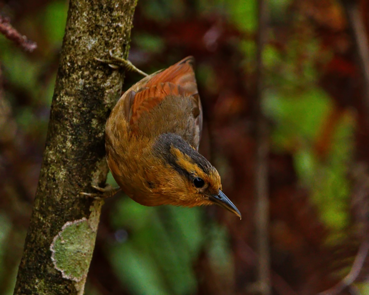 Buff-fronted Foliage-gleaner - ML642374084