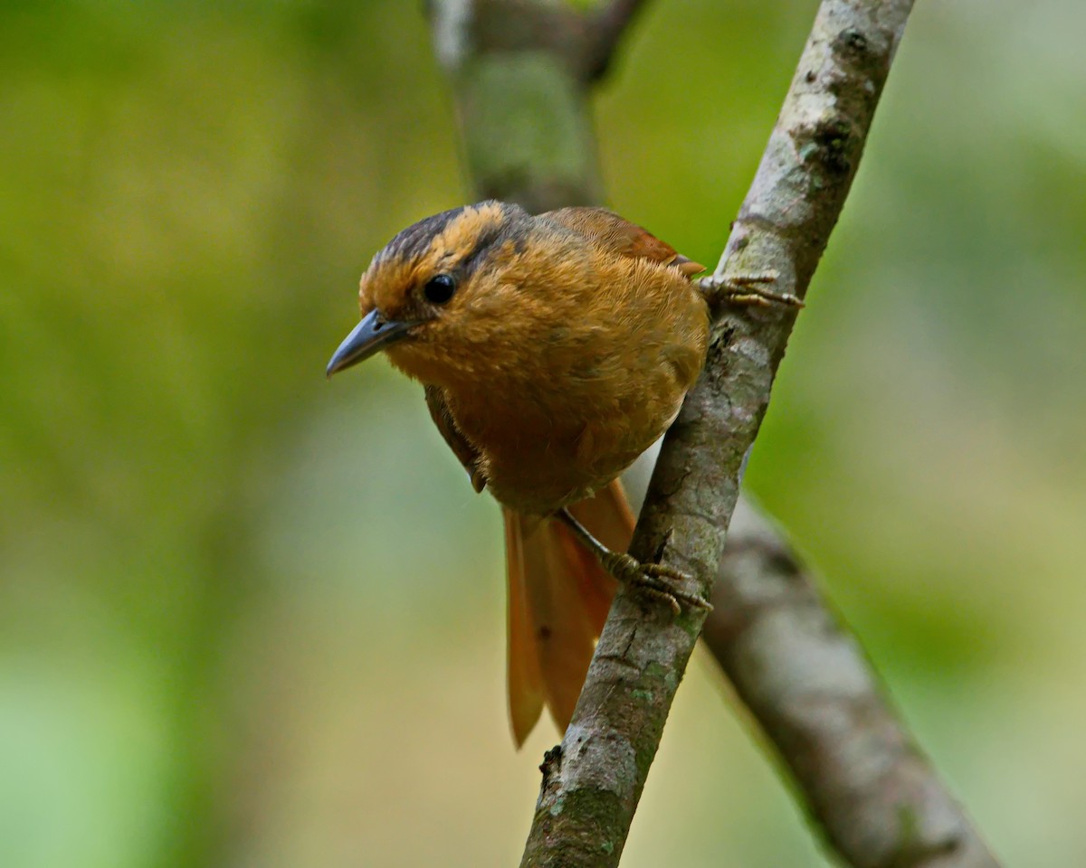 Buff-fronted Foliage-gleaner - ML642374085