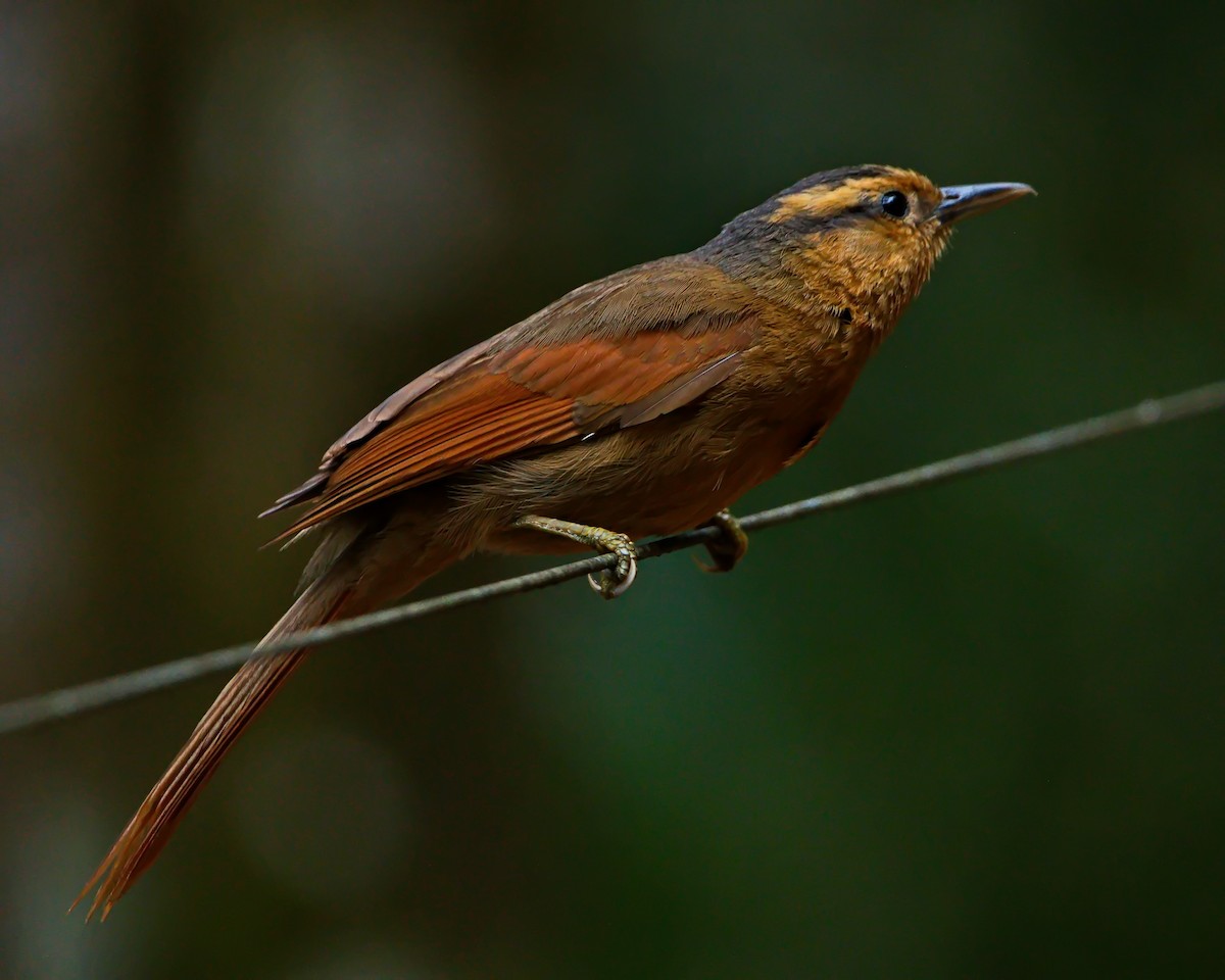 Buff-fronted Foliage-gleaner - ML642374086