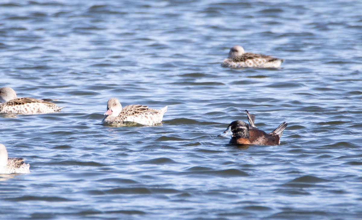 Maccoa Duck - ML642374089