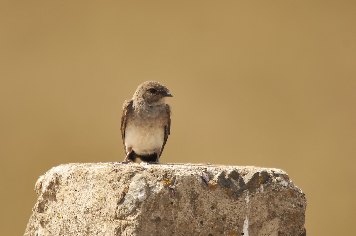 Plain Martin - ML642374094