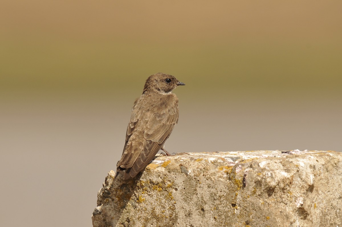 Plain Martin - ML642374100