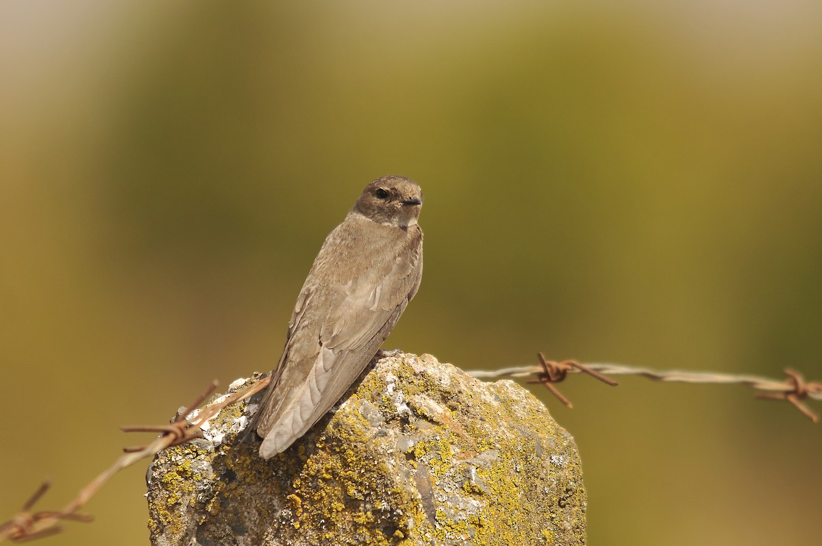 Plain Martin - ML642374102