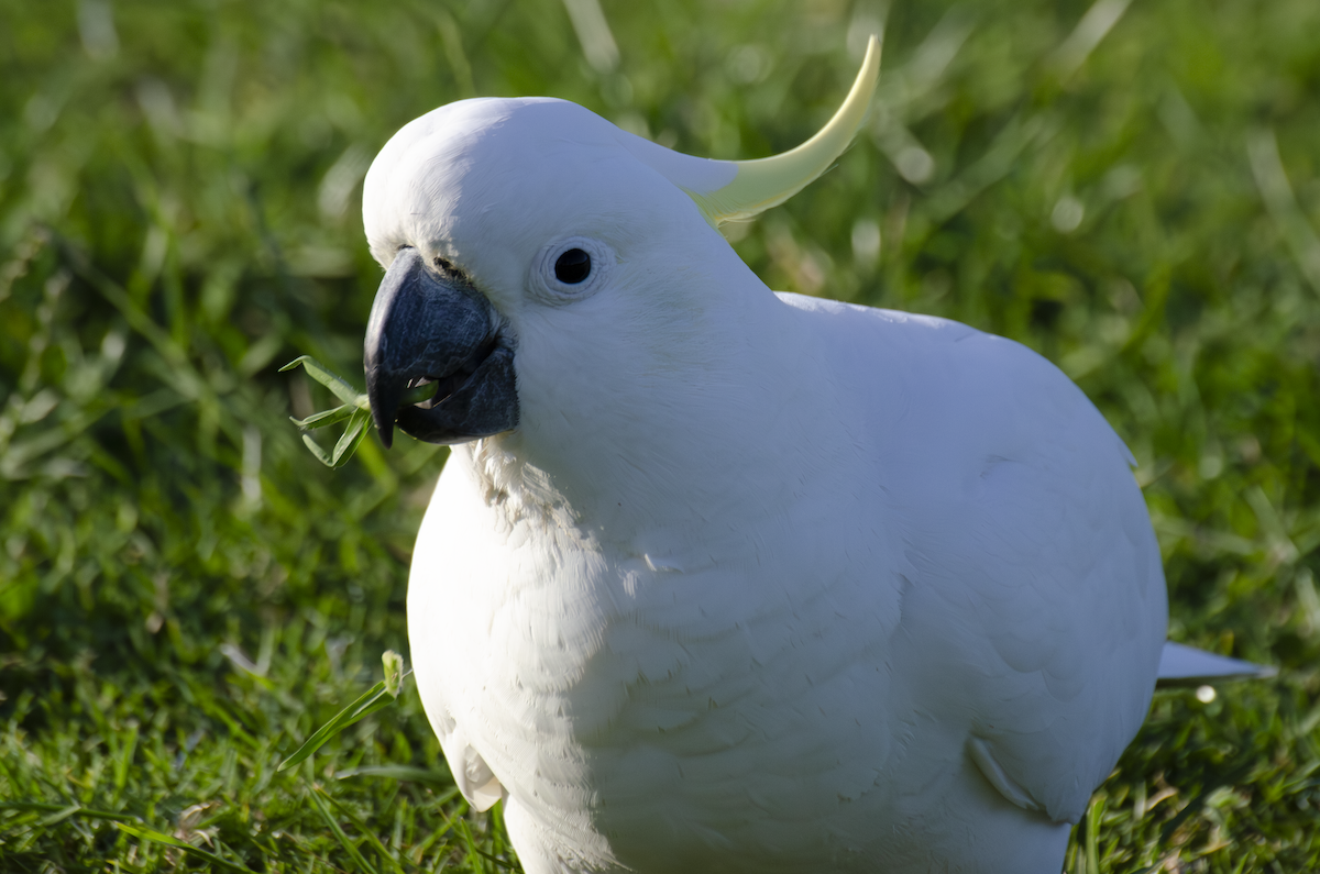 Sulphur-crested Cockatoo - ML642374105