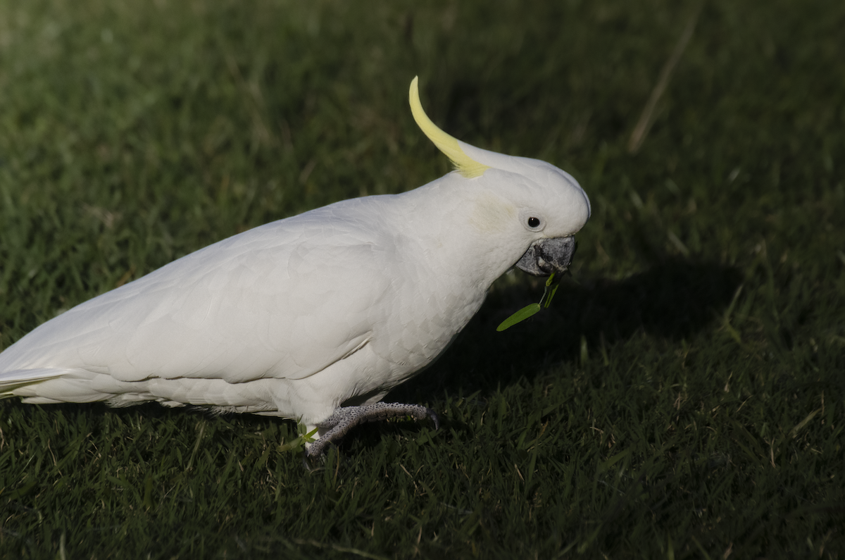 Sulphur-crested Cockatoo - ML642374106