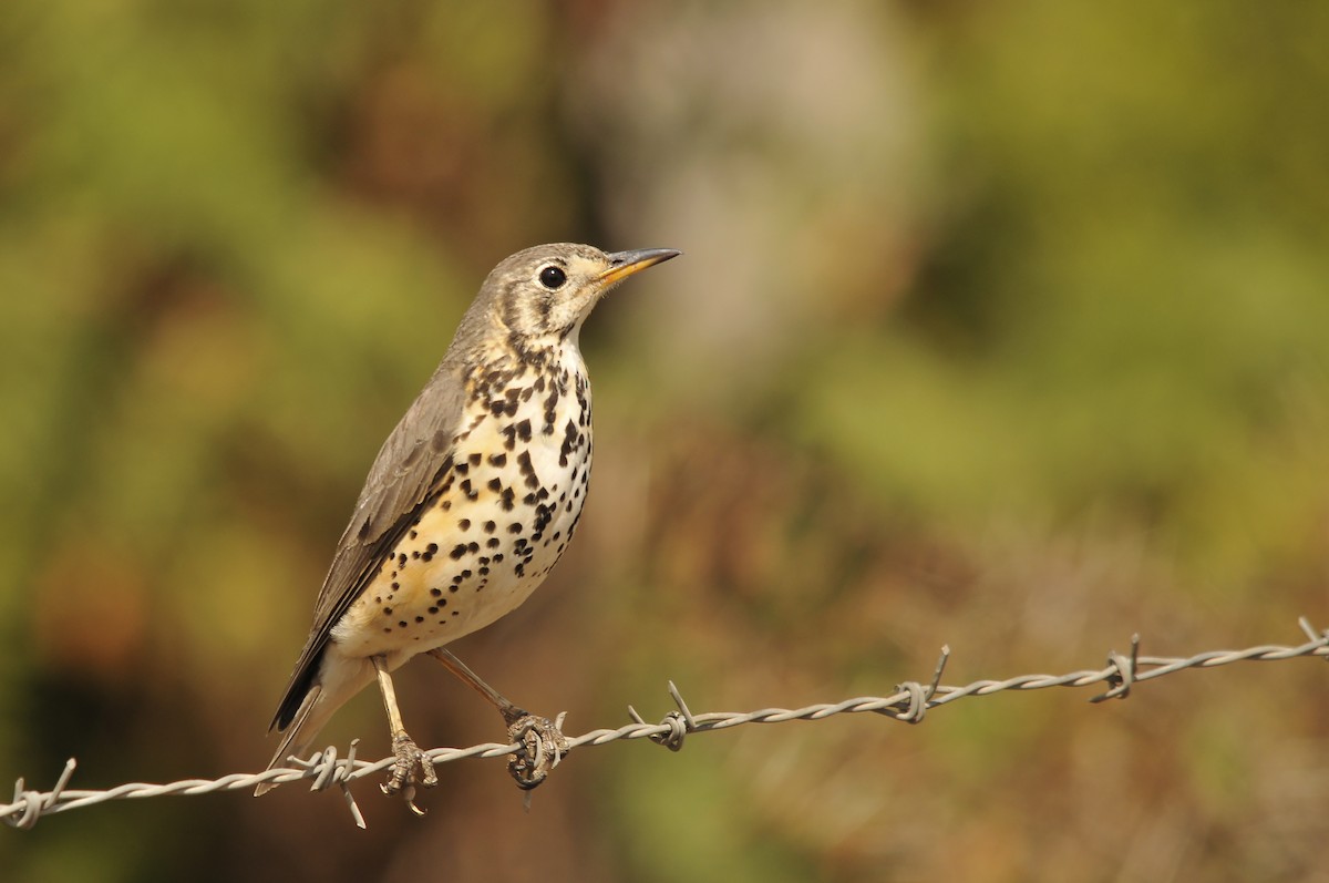 Ethiopian Thrush - ML642374111