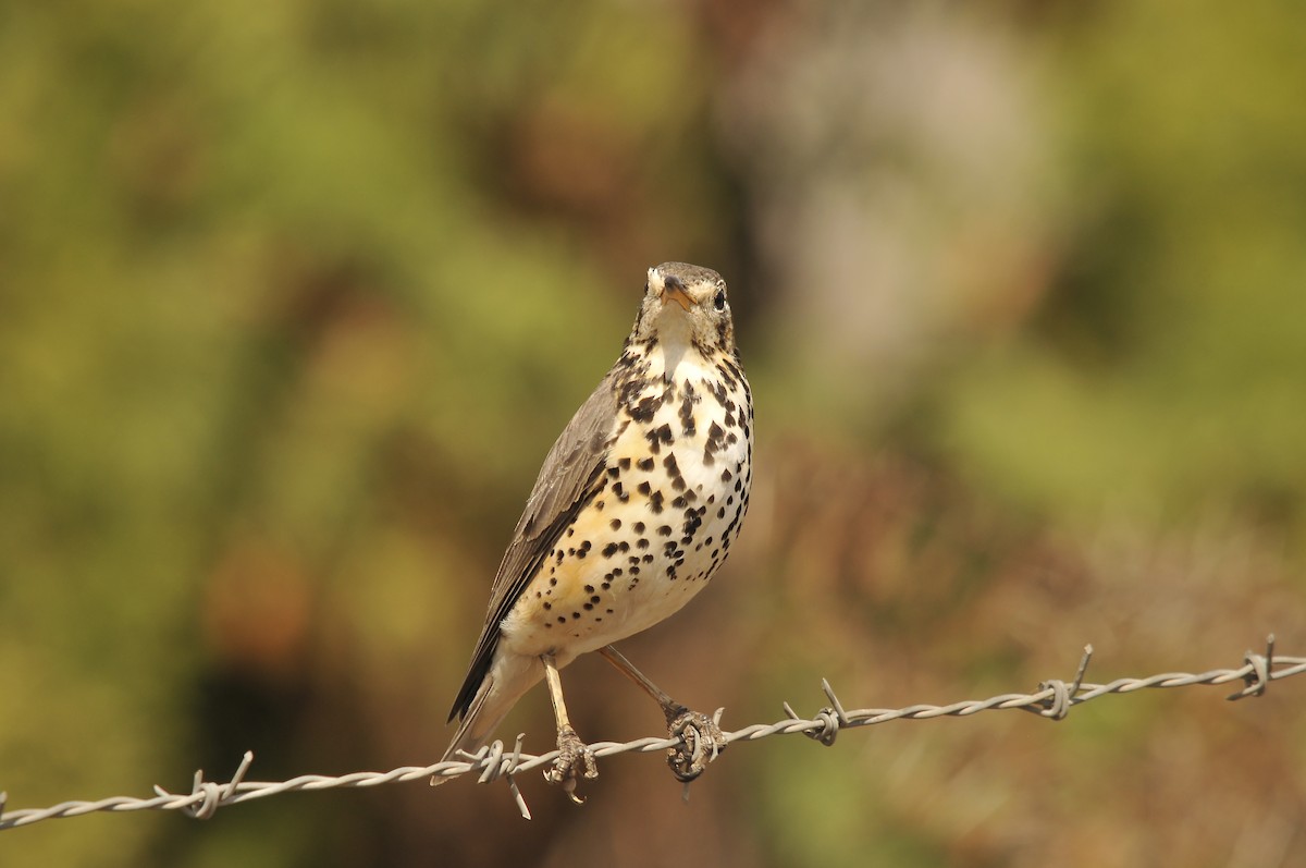 Ethiopian Thrush - ML642374112