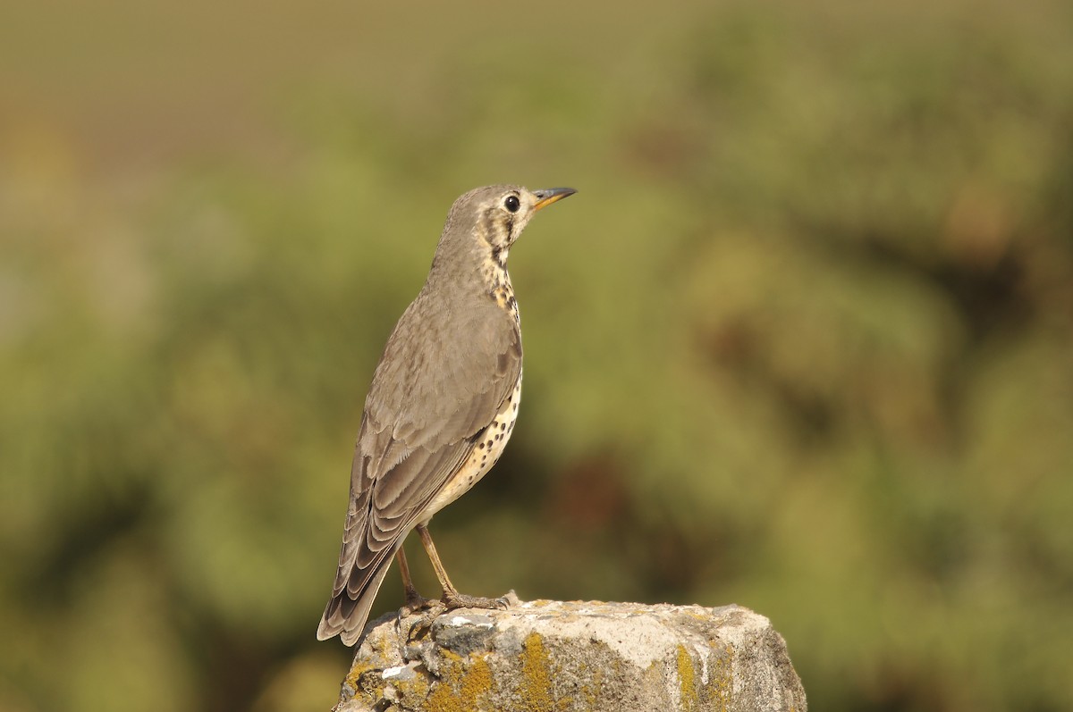 Ethiopian Thrush - ML642374113