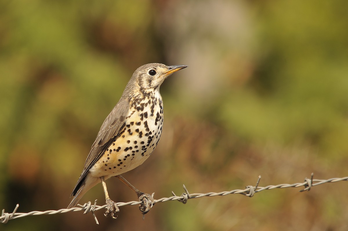 Ethiopian Thrush - ML642374114
