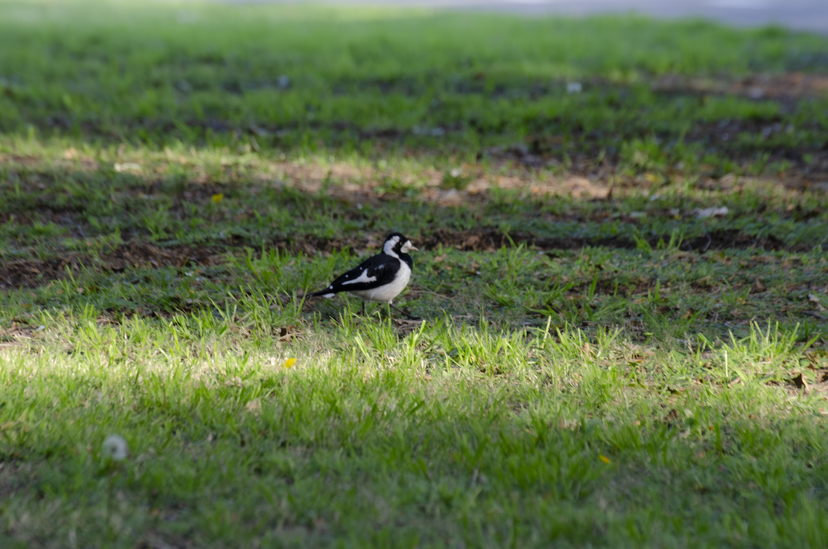 Magpie-lark - ML642374116