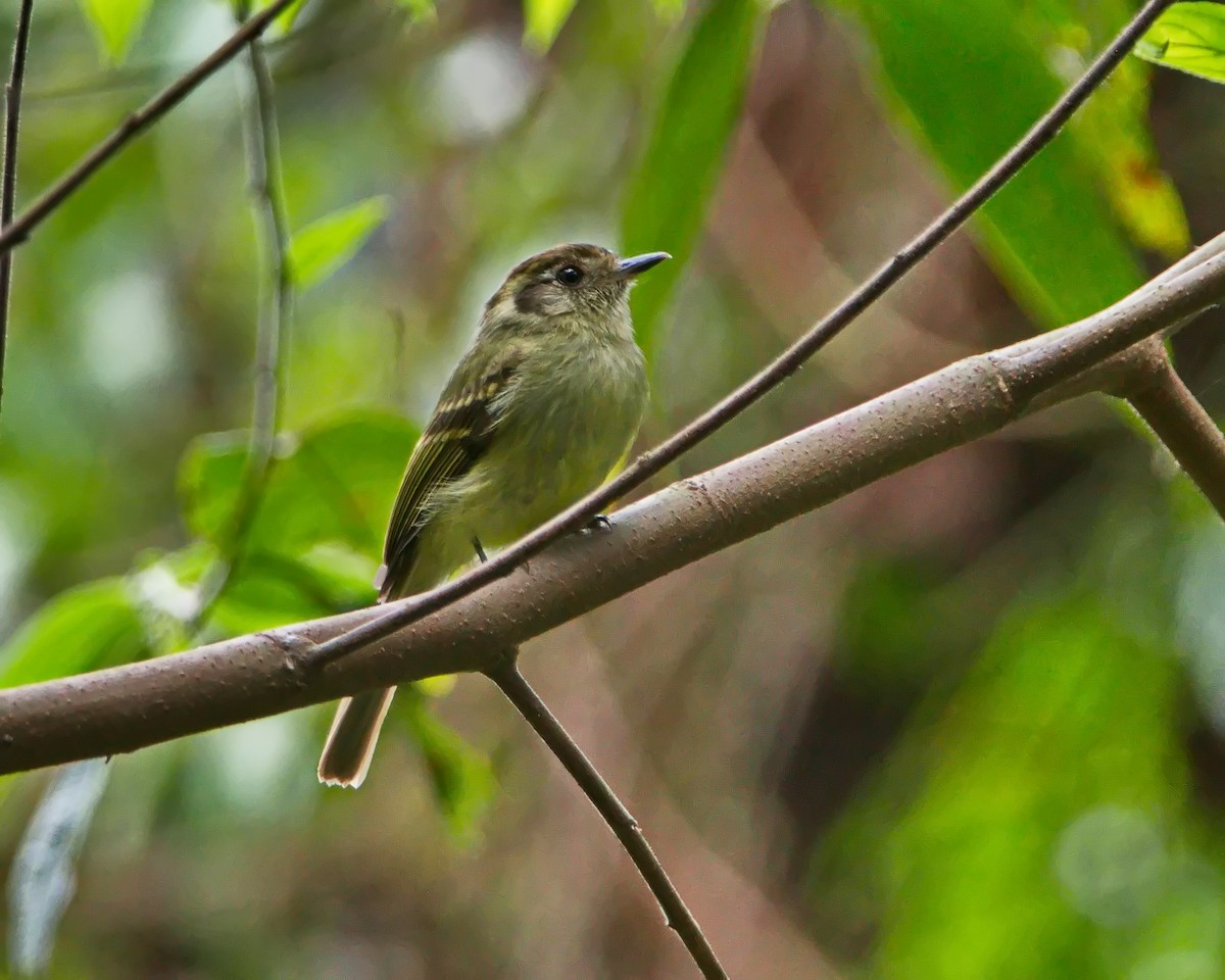 Sepia-capped Flycatcher - ML642374117