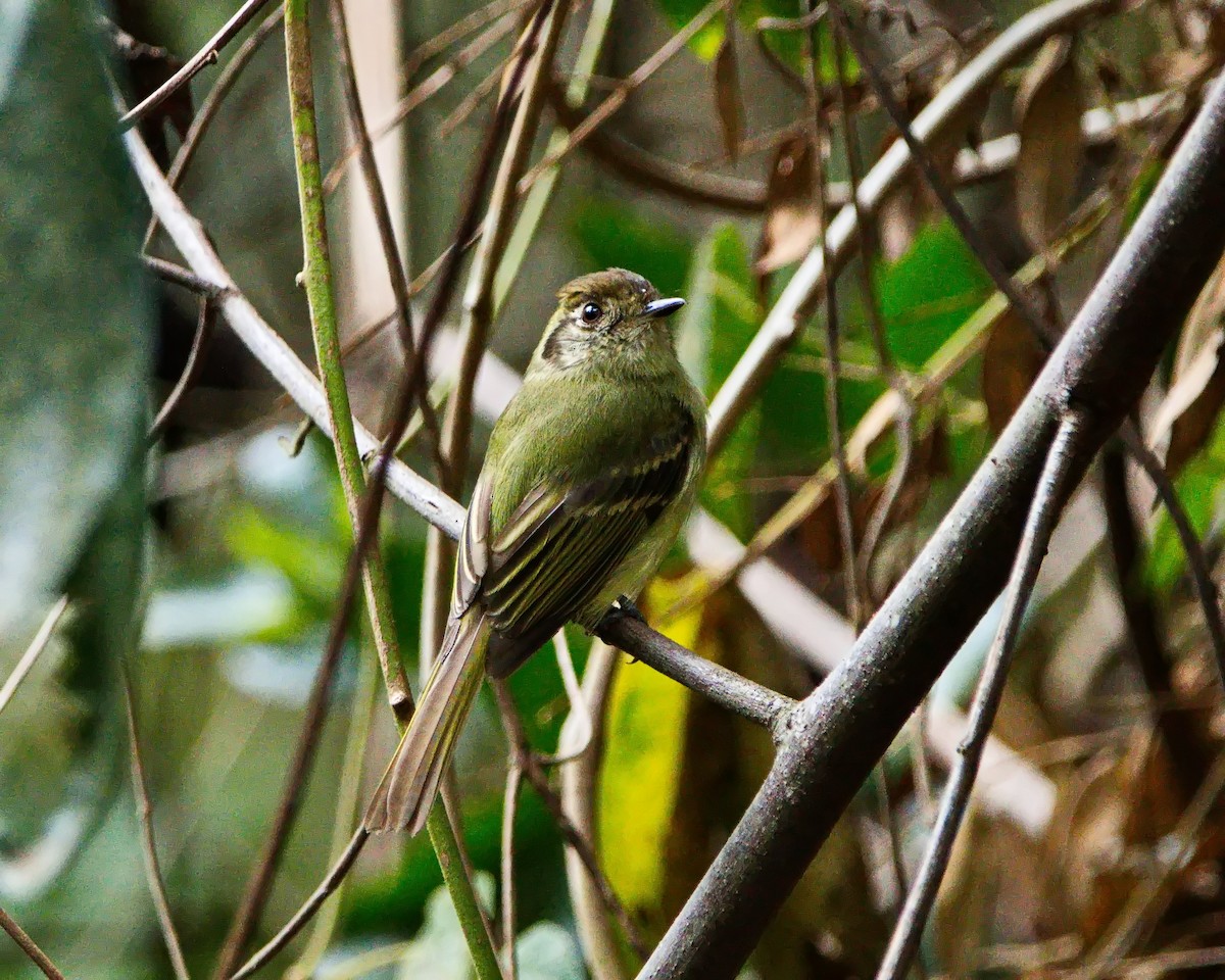 Sepia-capped Flycatcher - ML642374118