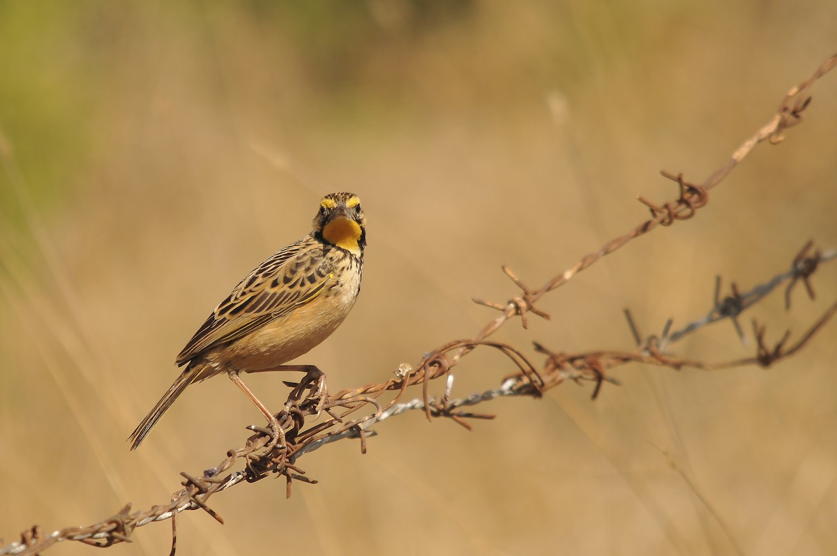 Abyssinian Longclaw - ML642374137