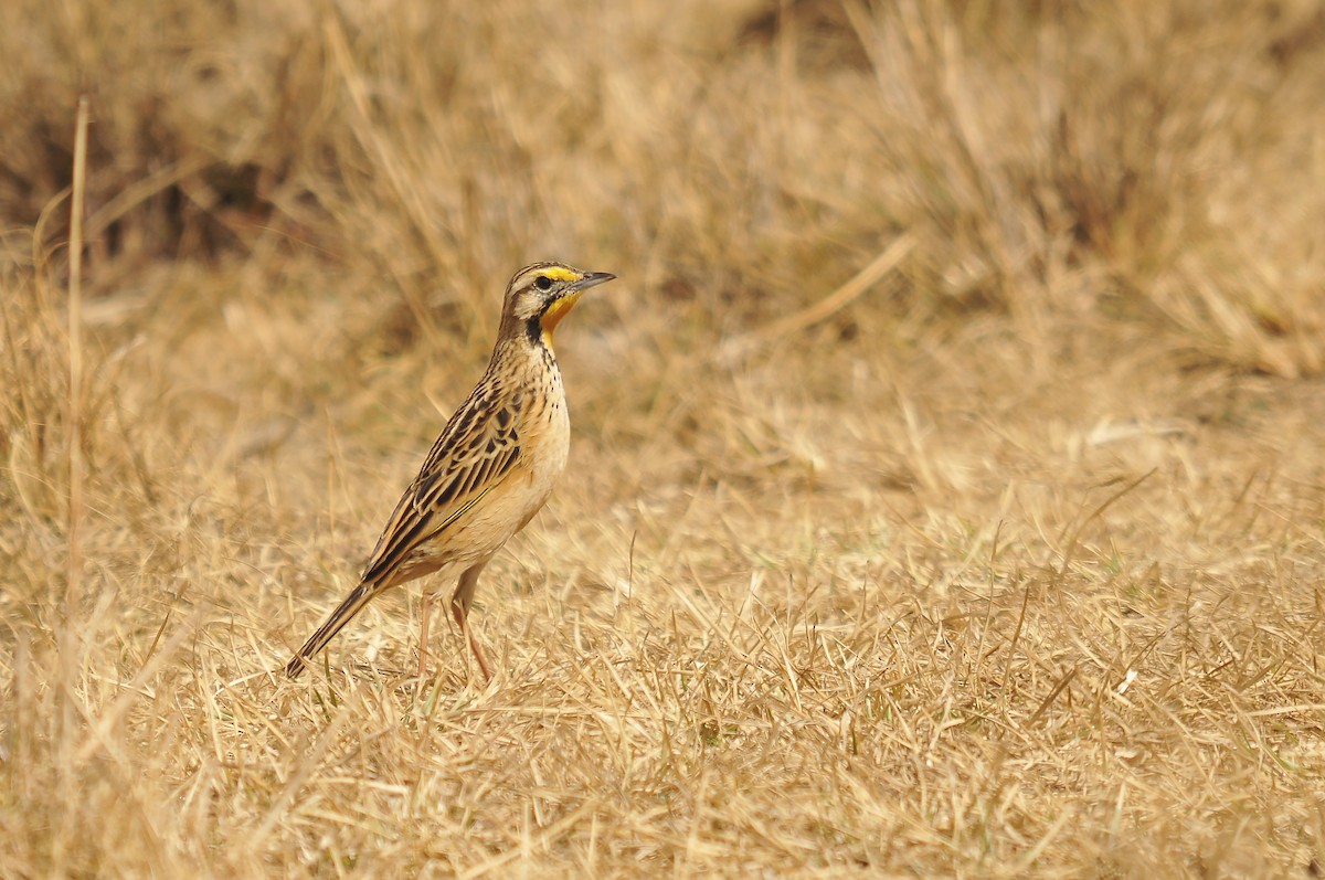 Abyssinian Longclaw - ML642374150