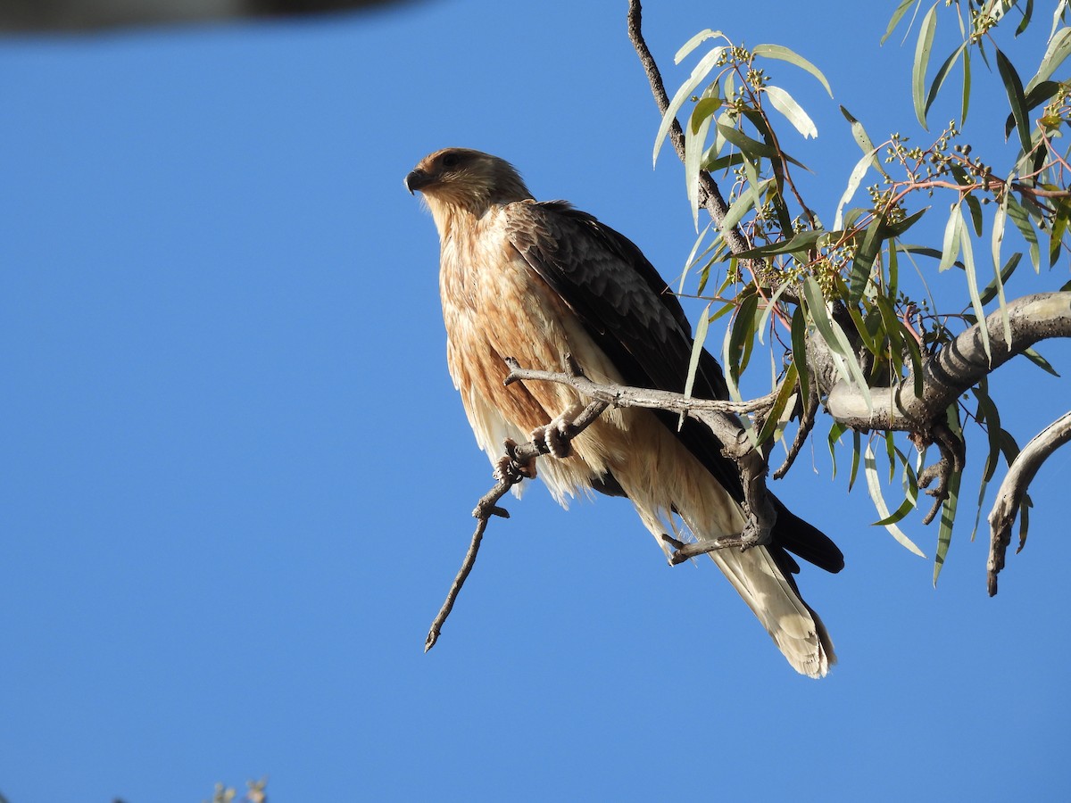 Whistling Kite - ML642374155