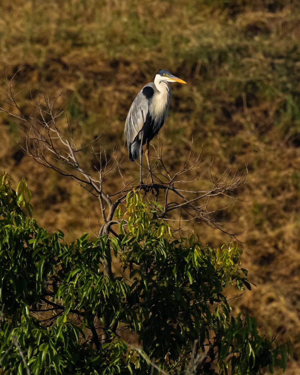 Cocoi Heron - ML642374160