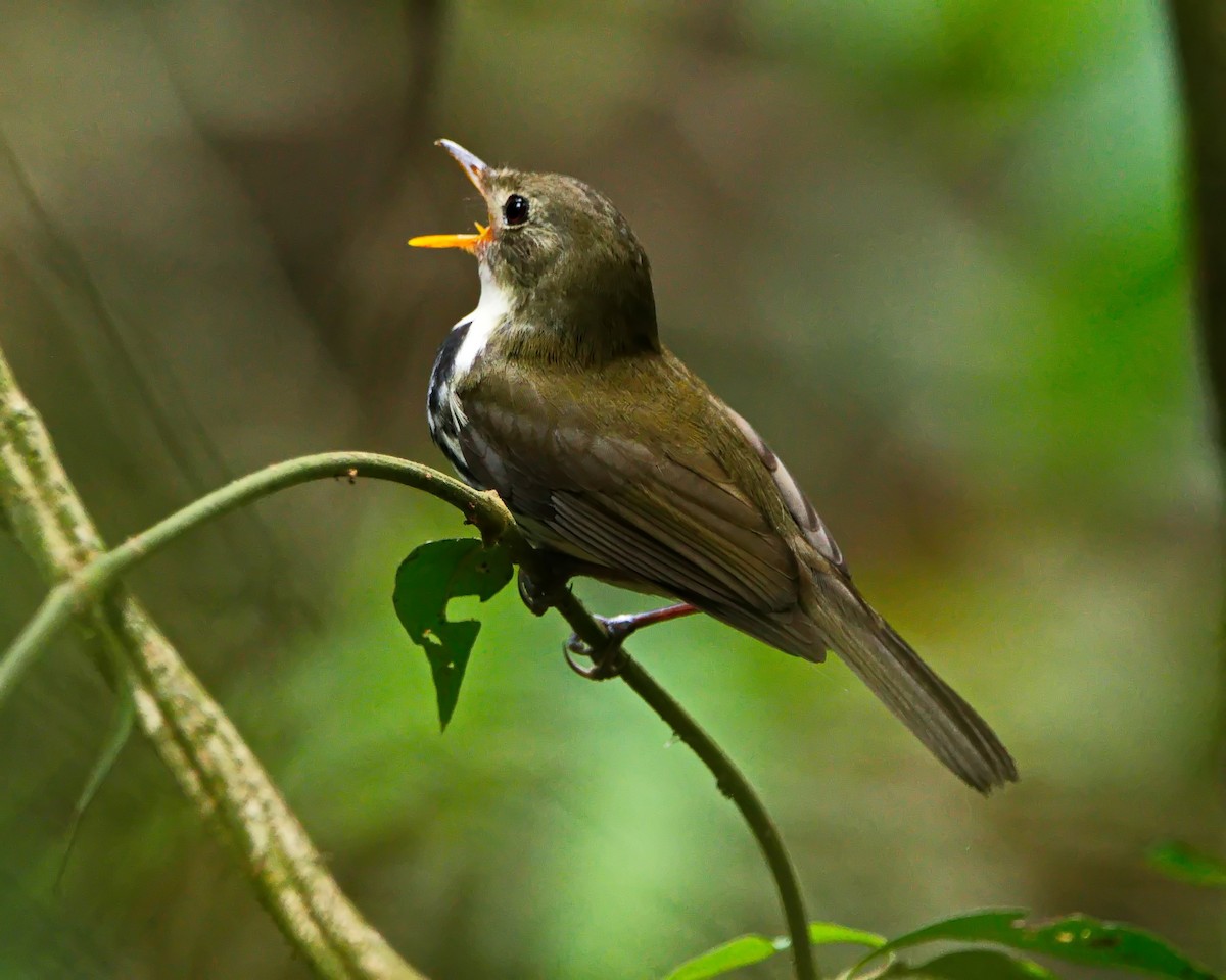 Southern Antpipit - ML642374161