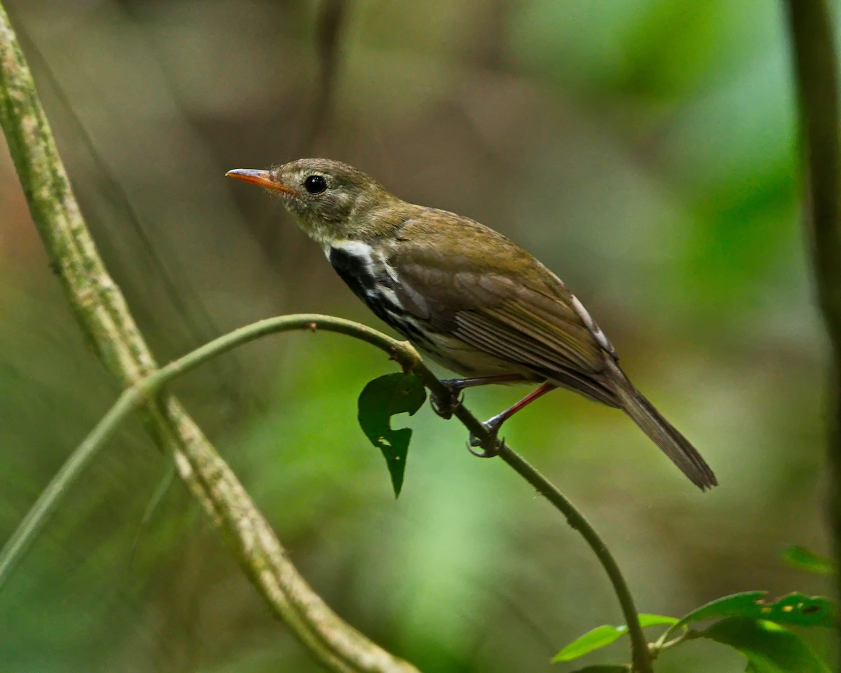 Southern Antpipit - ML642374162